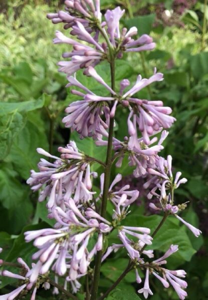 Prestones cerinš Jaga (Syringa prestoniae (x) )