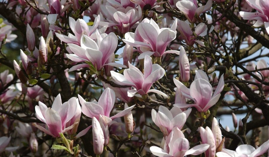 Sulanža magnolija Magnolia ×soulangeana