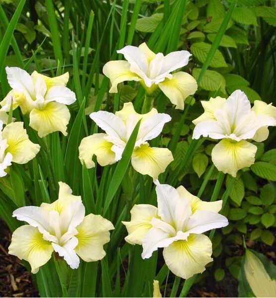 Iris sibirica 'Moonsilk'