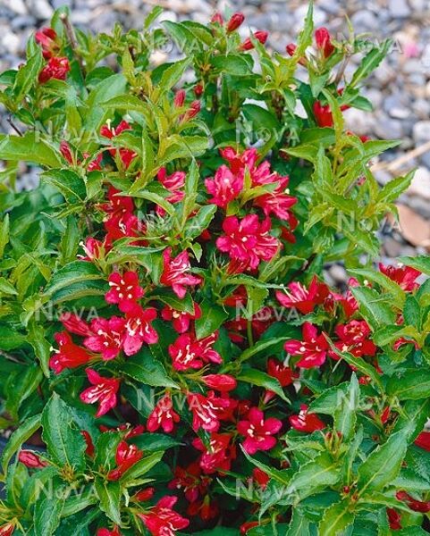 Weigela NAIN ROUGE 'Courtanin'