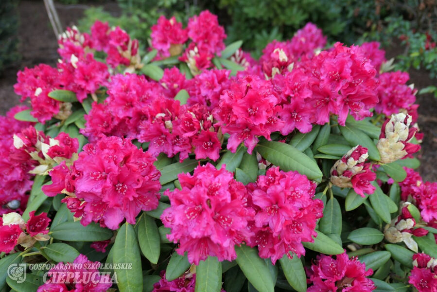Rhododendron 'Neon Kiss'