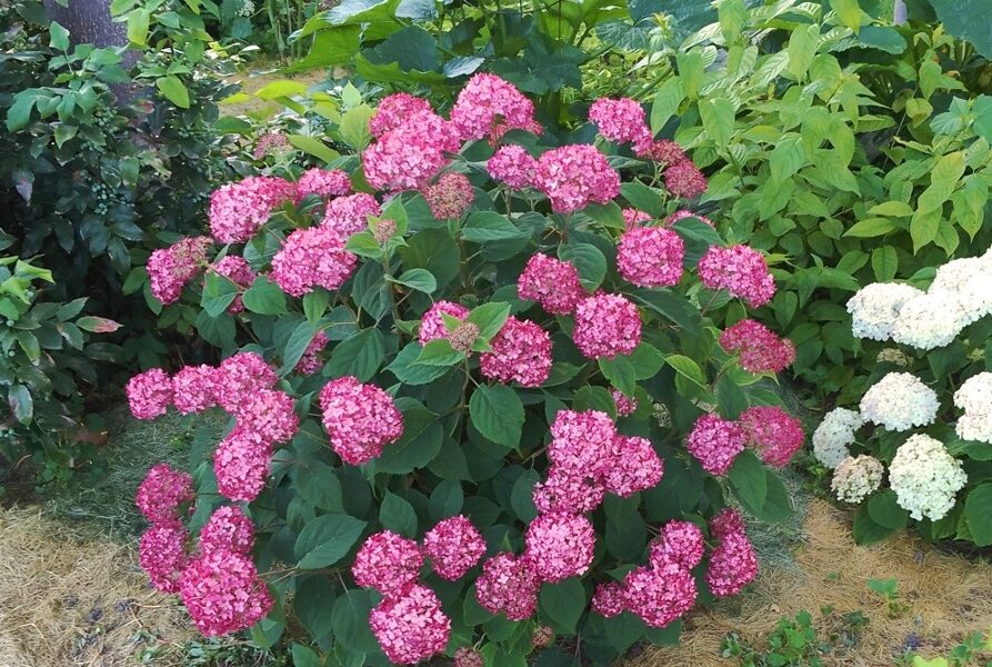 Kokveida hortenzija “Pink Annabelle” (Hydrangea arborescens)