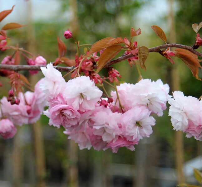 Sakura Prunus Pink Parasol