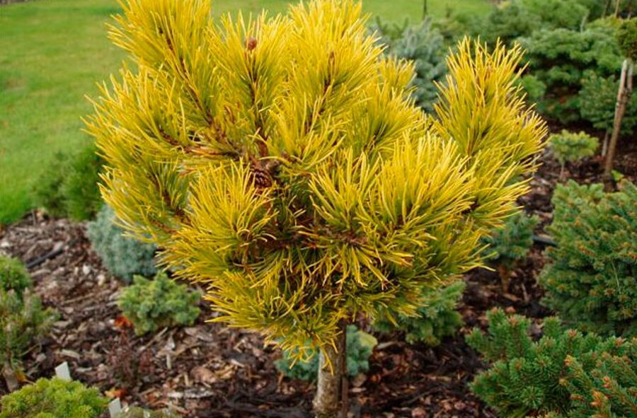 Pinus mugo Dezember Gold kalnu priede