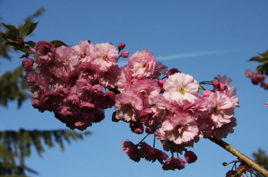 Prunus 'Candy Floss'