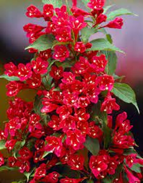 Weigela 'Red Prince'