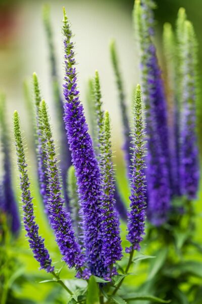 Veronica spicata 'Royal Candles'