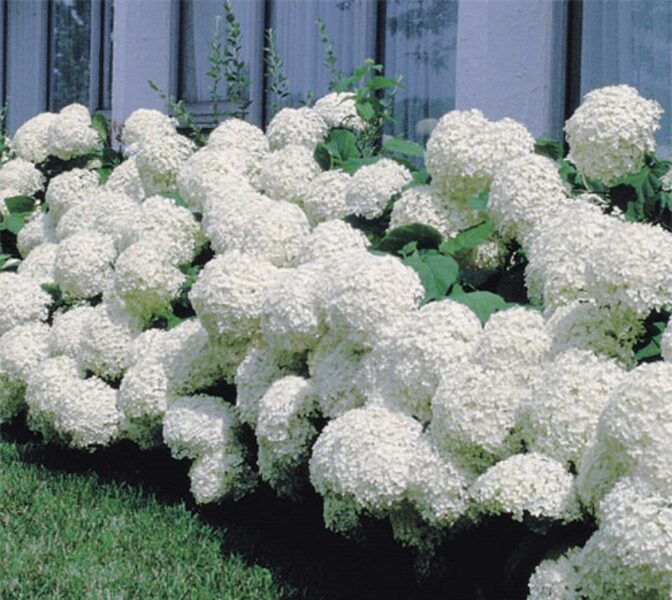 Kokveida hortenzija “Strong Annabelle” (Hydrangea arborescens)