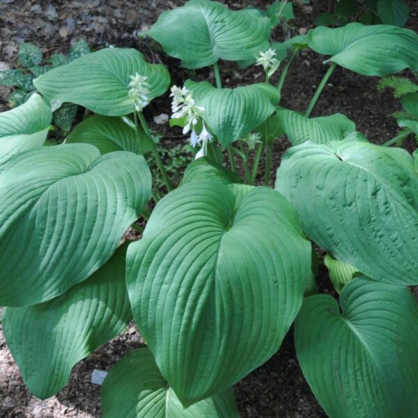 Hosta 'T Rex' 