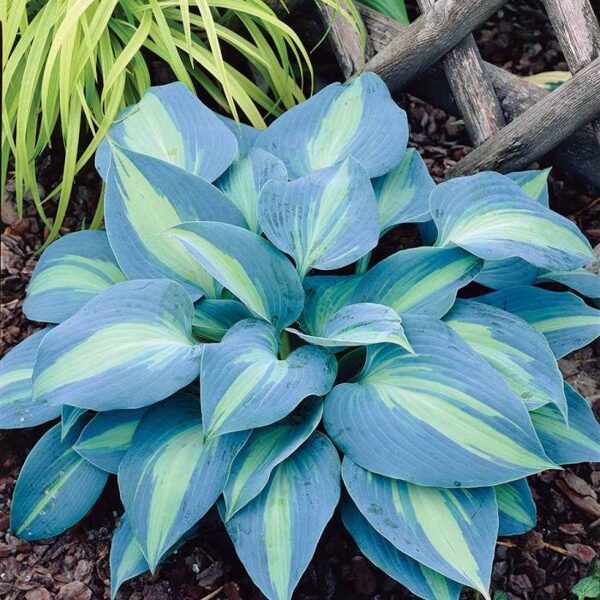 Hosta 'Touch of Class' 