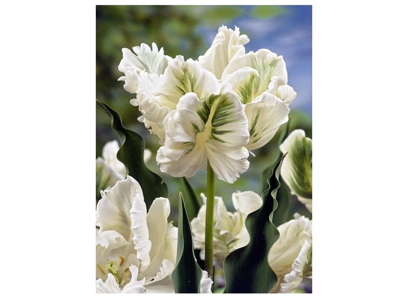 Tulpe White rebel - 10/11 (1.gab.)