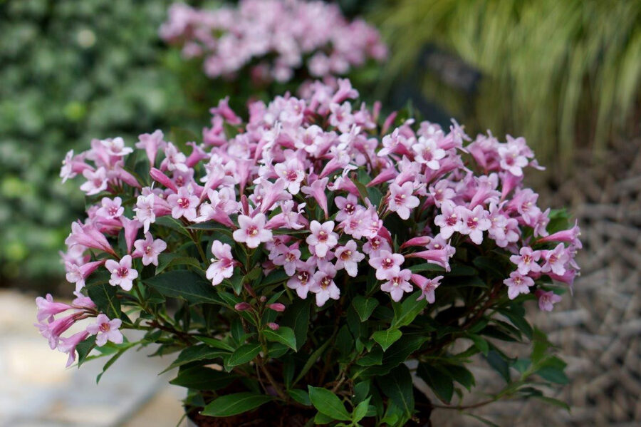 Weigela florida PINK POPPET 'Plangen' 