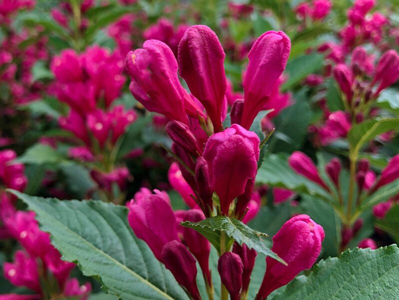 Weigela BIG LOVE