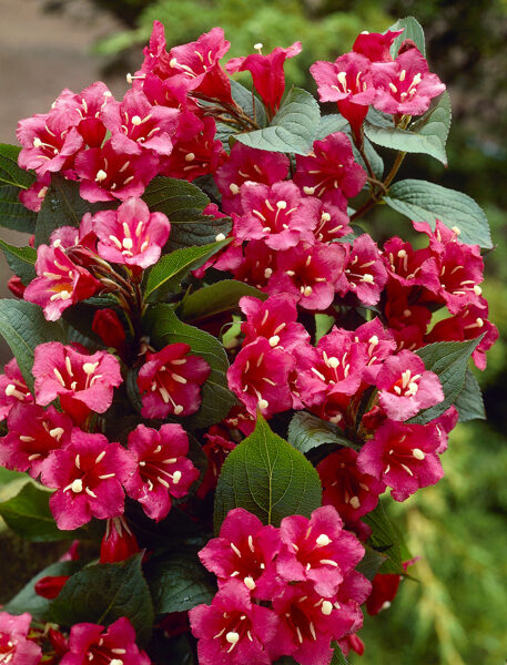 Weigela 'Bristol Ruby'