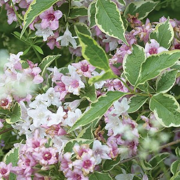 Weigela 'Nana Variegata'