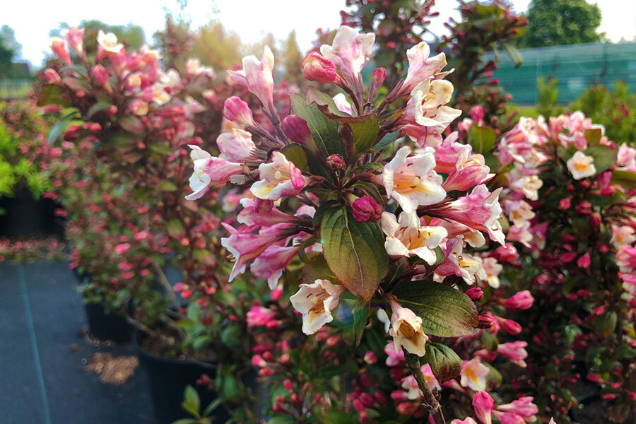 Weigela VINTAGE LOVE 