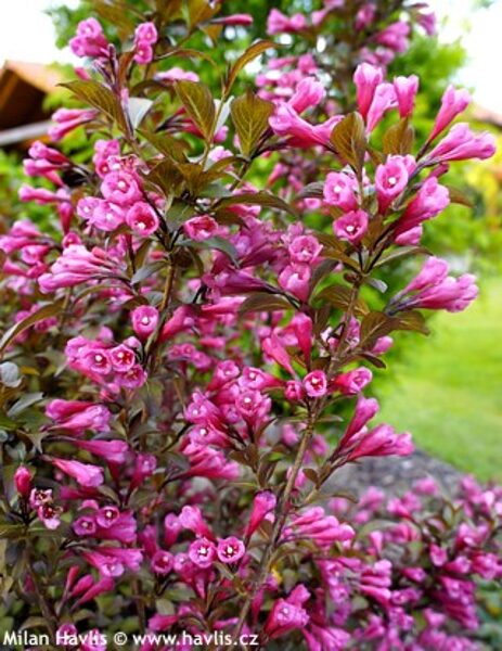 Weigela florida 'Victoria'